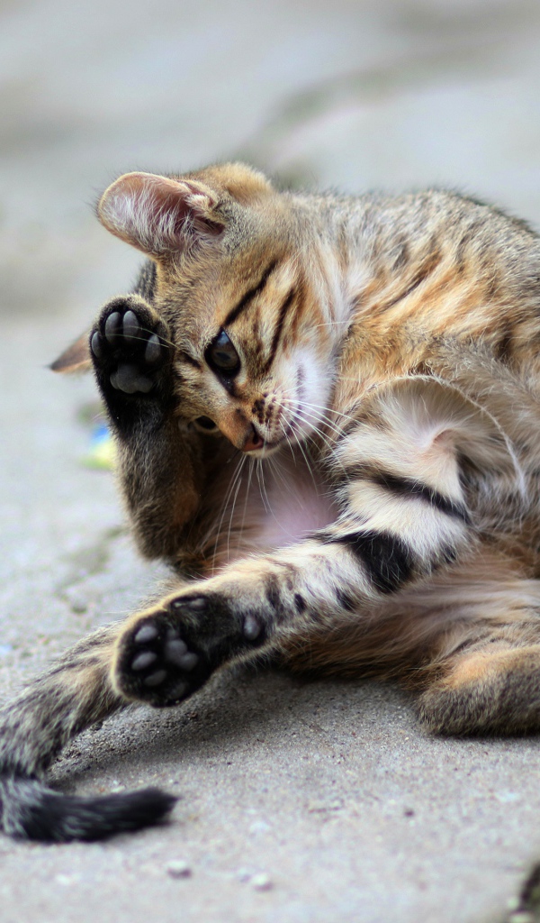 Маленький серый котенок играет на асфальте