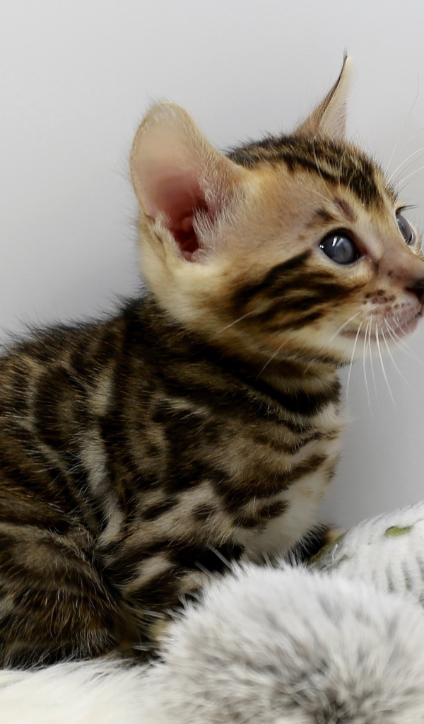 Маленький серый котенок играет с игрушкой 