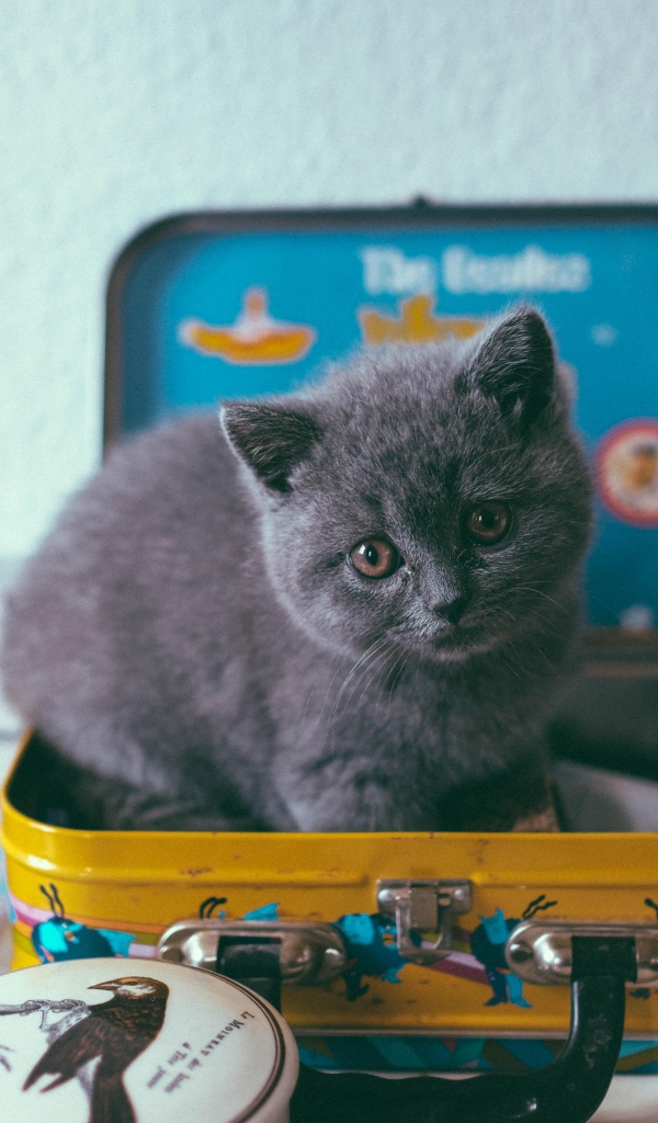 Маленький серый котенок сидит в чемодане