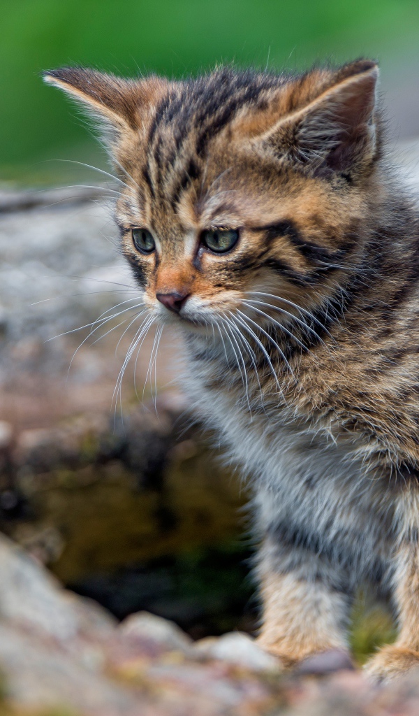 Маленький серый котенок сидит на сухом дереве