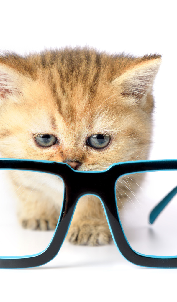 Маленький котенок с очками на белом фоне