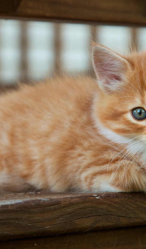 Маленький рыжий котенок с голубыми глазами лежит на лавке