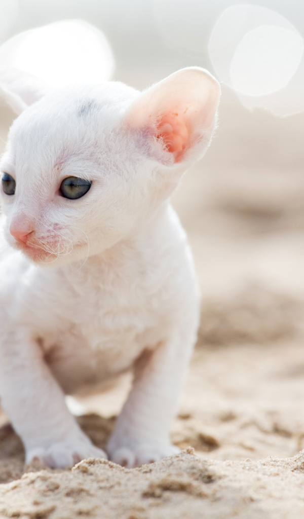 Маленький белый котенок Корниш-рекс на песке