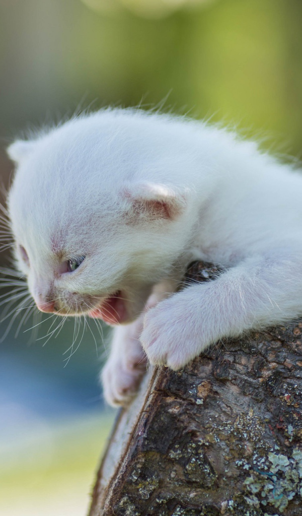 Маленький белый котенок кричит на дереве
