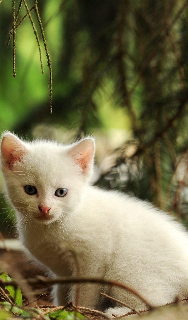 Маленький белый котенок сидит у еловой ветки 