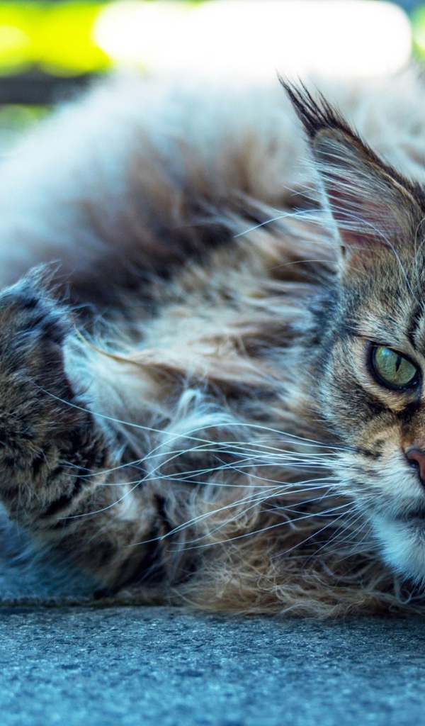 Старый серый кот породы мейн кун 