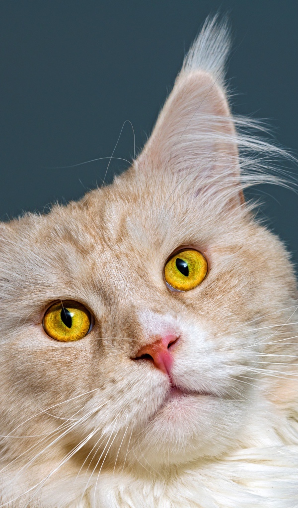 Морда рыжего кота породы мейн кун 