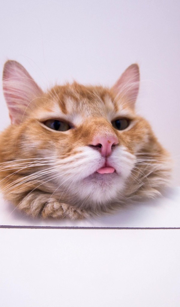 Морда довольного рыжего кота на белом столе