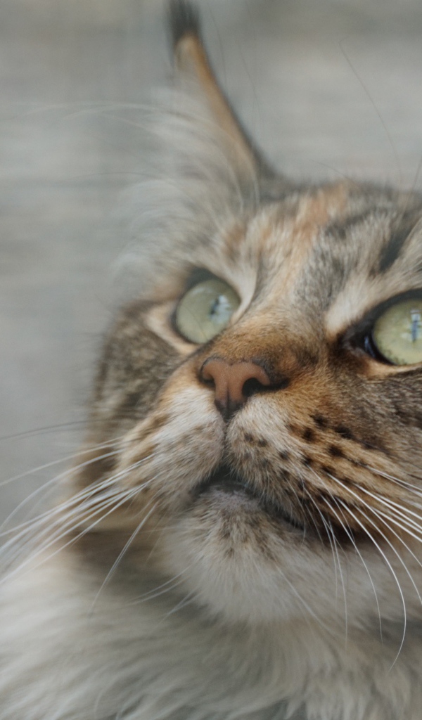 Морда красивого серого кота породы мейн кун