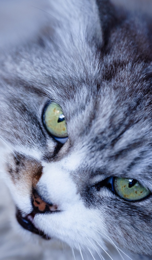 Морда недовольного серого кота с зелеными глазами крупным планом