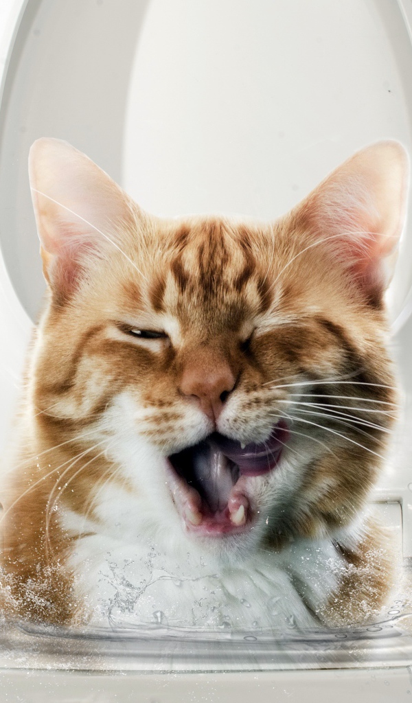 Морда рыжего кота выглядывает с унитаза