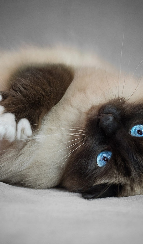 Породистый пушистый голубоглазый сиамский кот