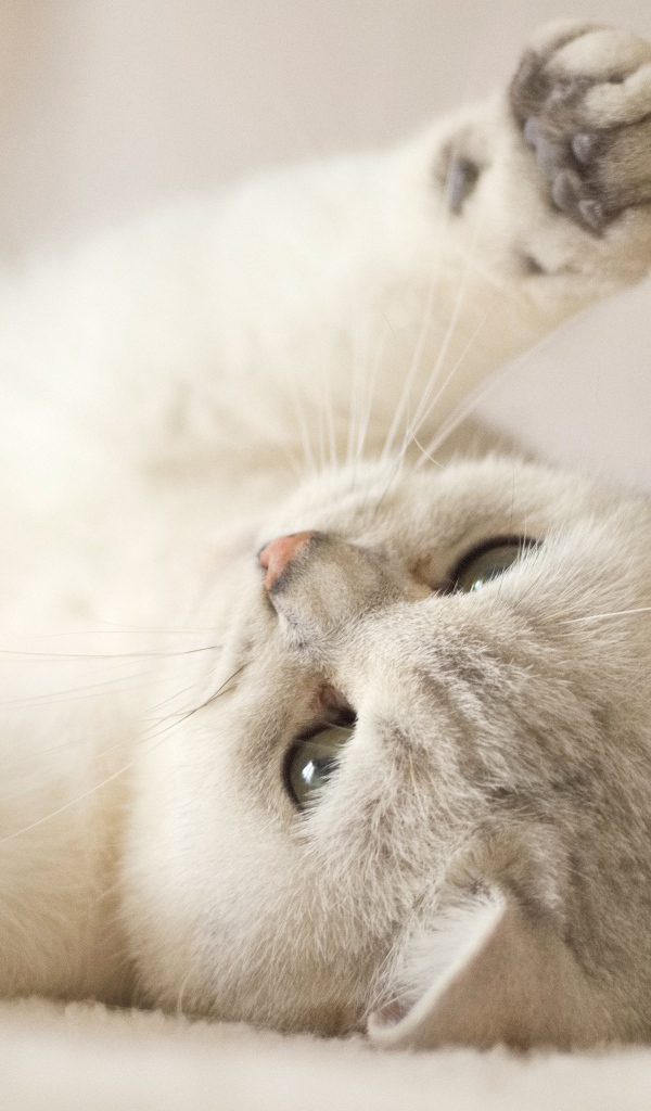 Породистый кот играет на кровати 