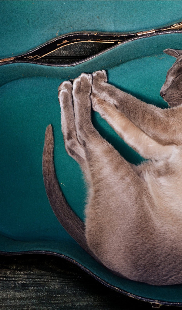 Породистый кот спит в футляре для гитары