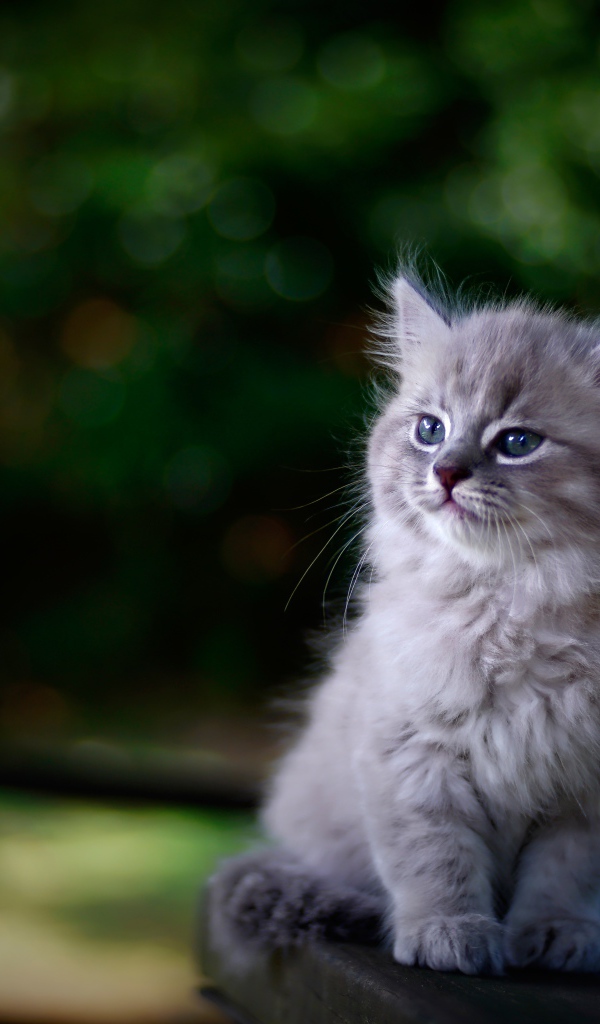 Породистый серый котенок сидит на лавке 