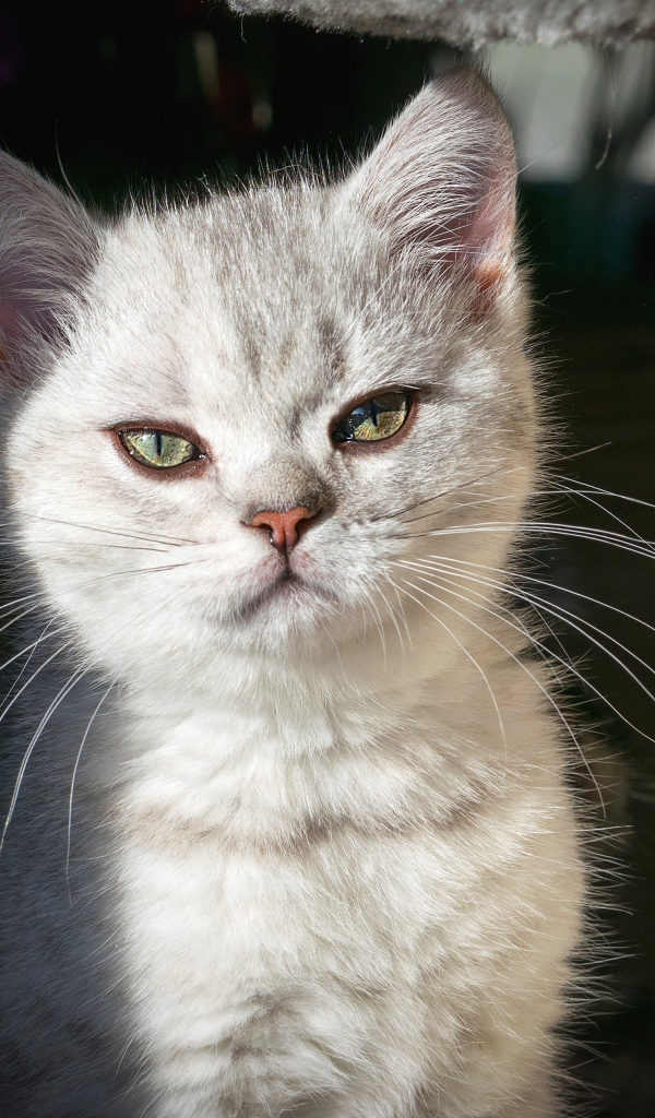 Породистый серый котенок сидит у когтеточки