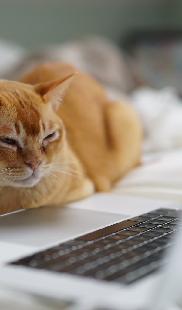Породистый рыжий кот сидит у ноутбука 