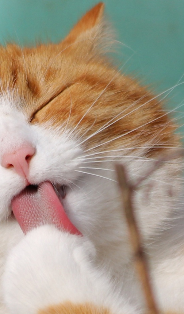 Рыжий с белым кот облизывает лапу