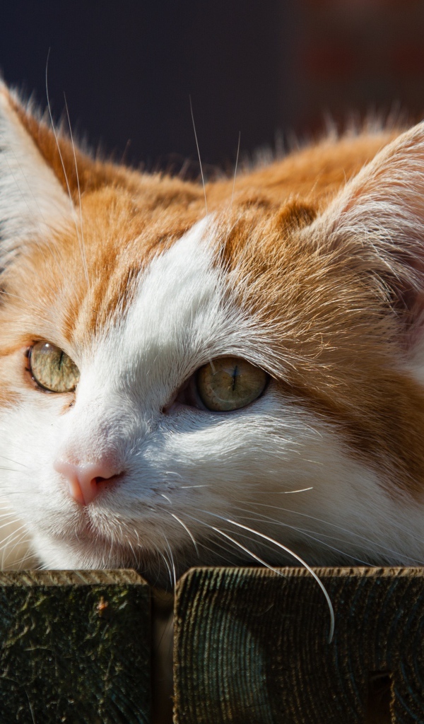 Рыжий с белым кот лежит на досках 