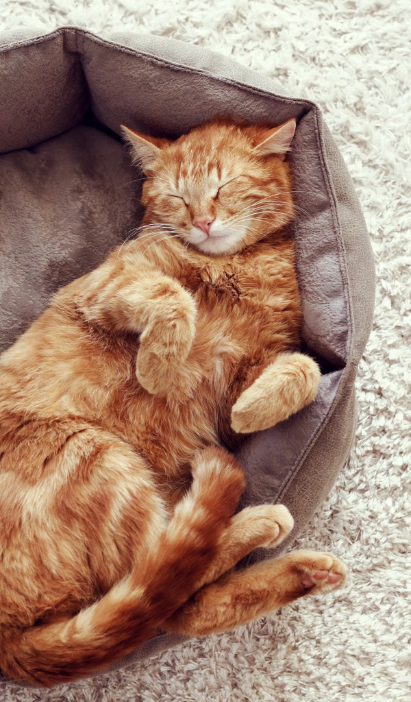 Red cat sleeping in bed