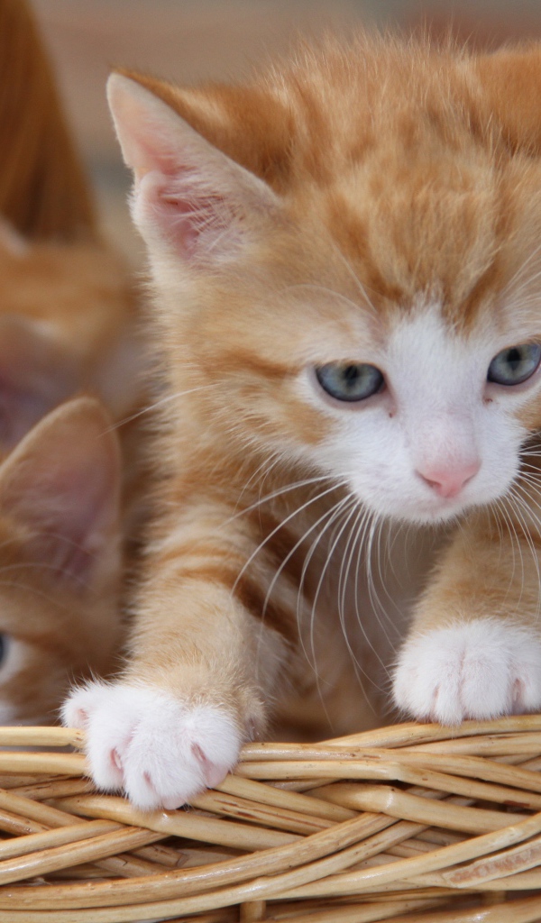 Рыжие милые котята сидят в плетеной корзине 
