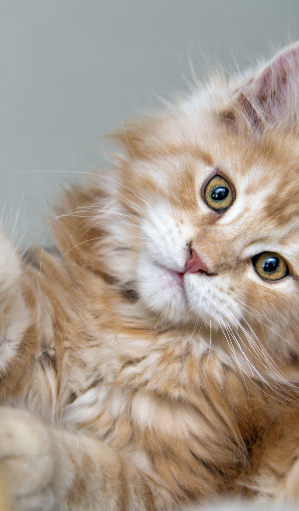 Рыжий пушистый котенок мейн кун