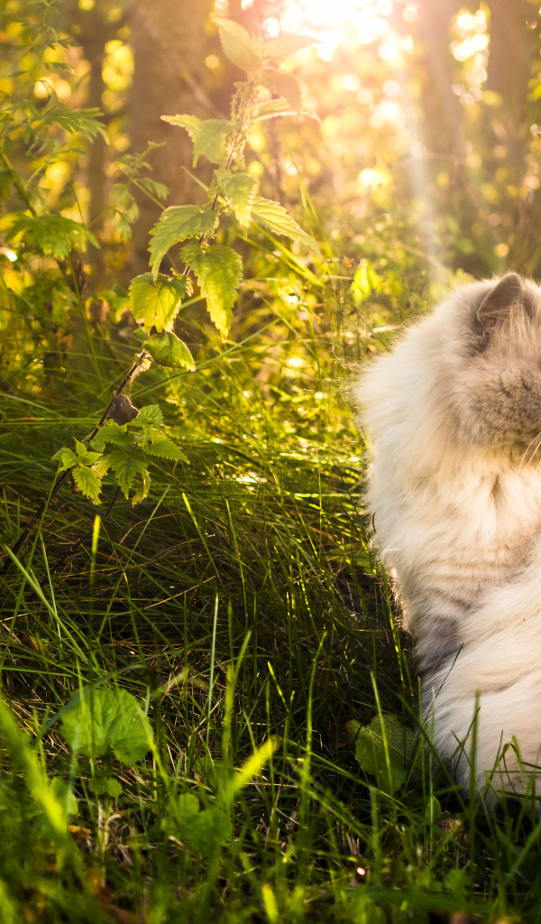 Серьезный кот греется на солнце в траве