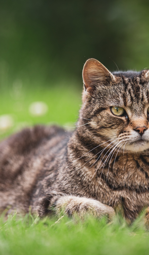Серьезный серый кот лежит на деревянной траве