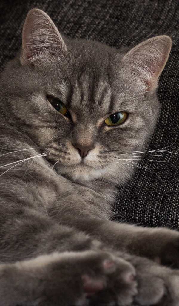 Серьезный серый кот лежит на диване 