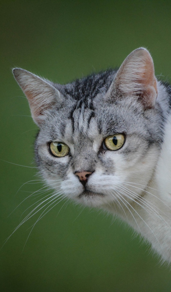 Серьезный серый кот на зеленом фоне