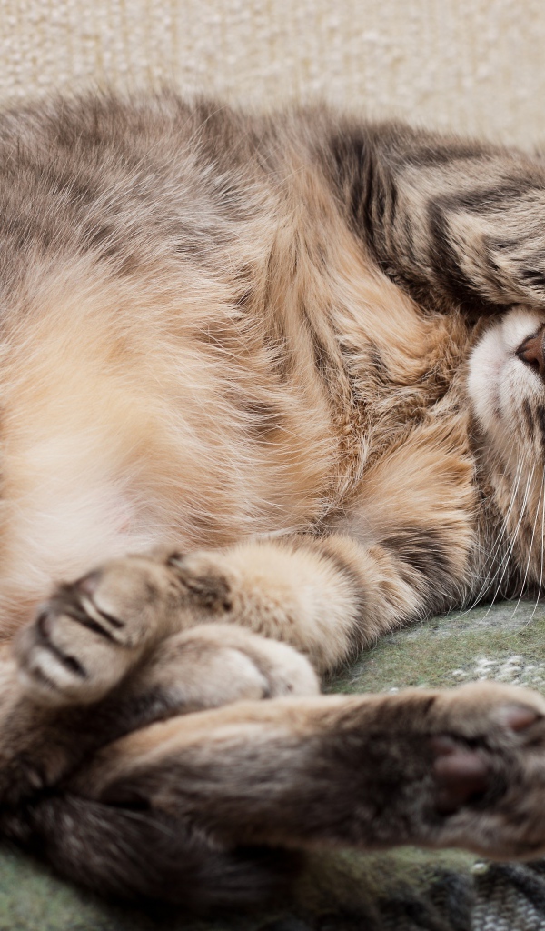 Спящий кот закрыл морду лапой 