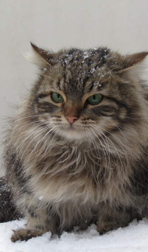 Грозный серый кот сидит на снегу