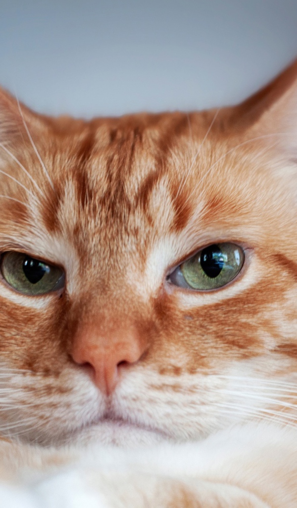 Морда красивого рыжего кота с зелеными глазами
