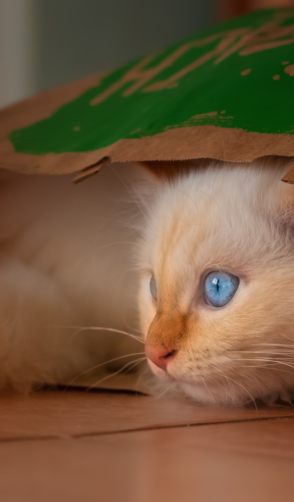 Маленький голубоглазый котенок сидит в пакете 