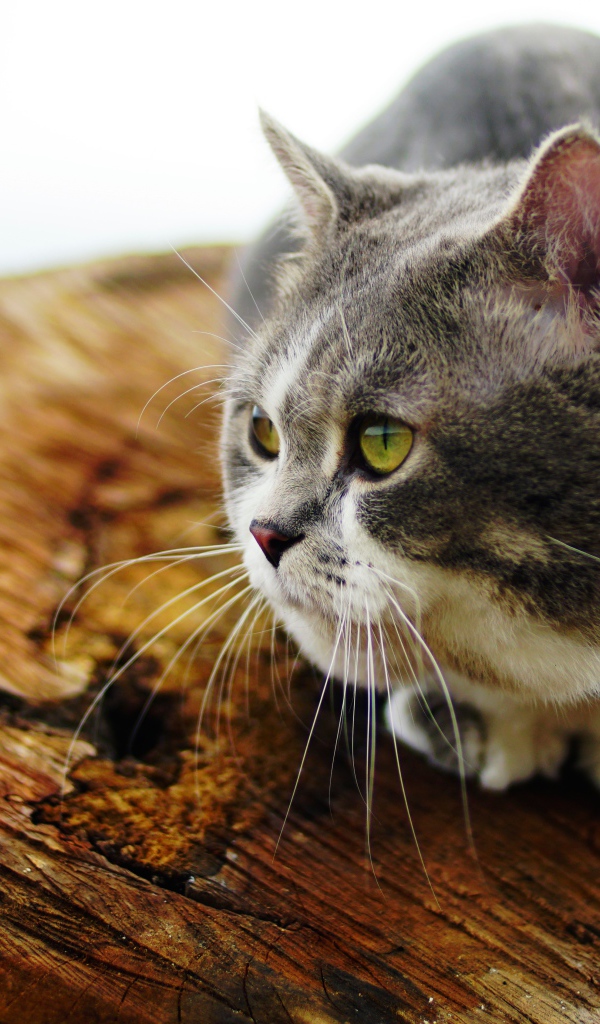 Породистый зеленоглазый кот сидит на сухом дереве