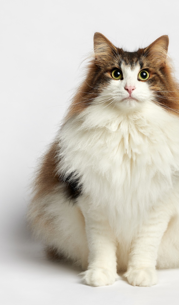 Thick fluffy thoroughbred cat on a white background