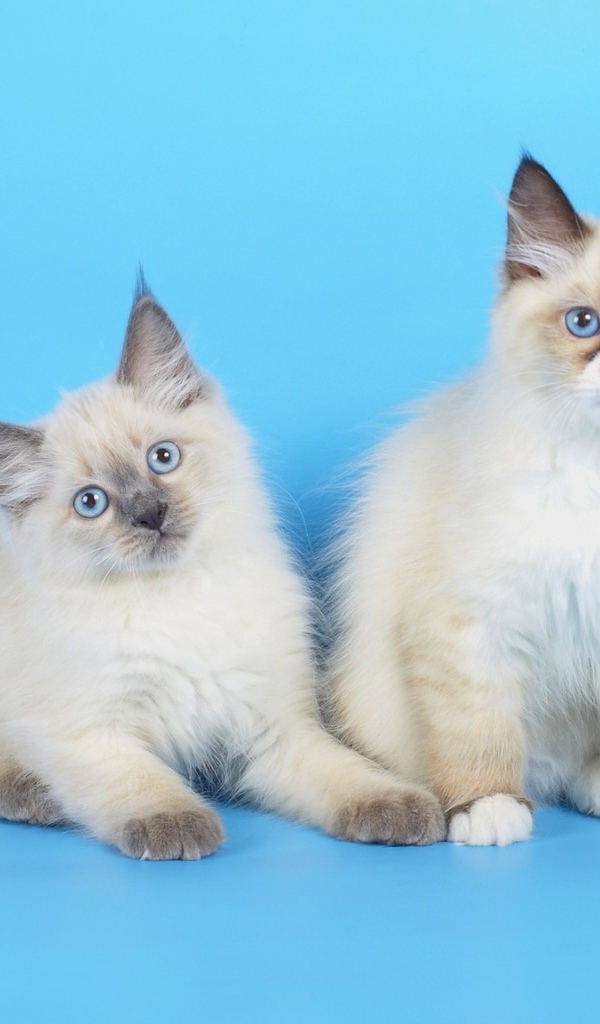 Три породистых котенка на голубом фоне