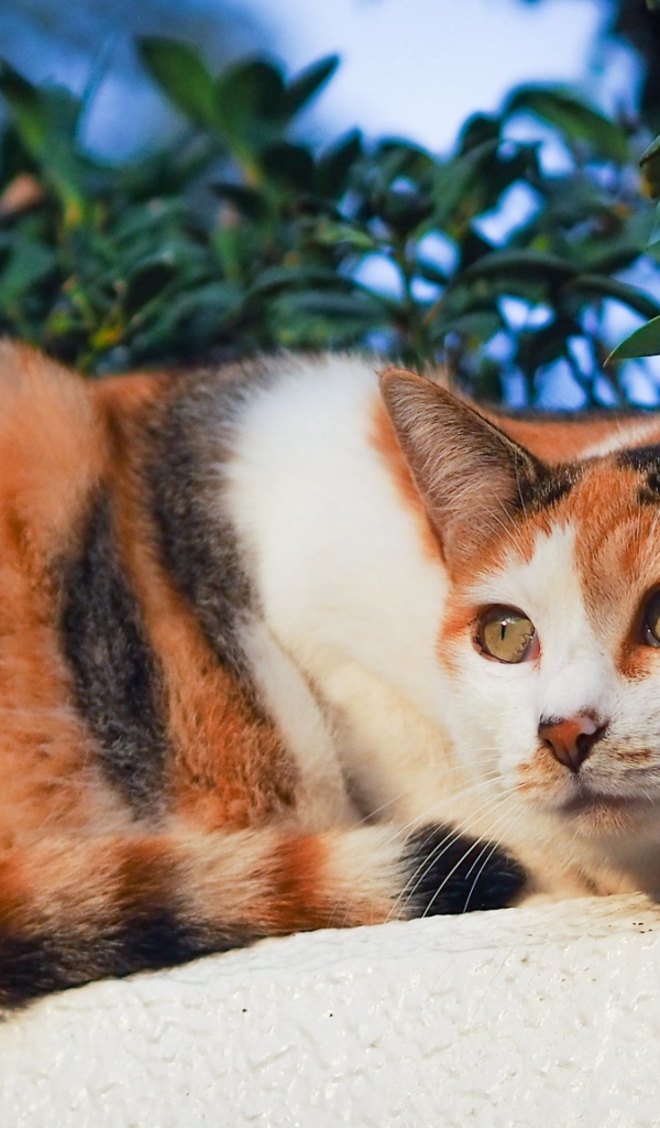 Трехцветная кошка греется на солнце