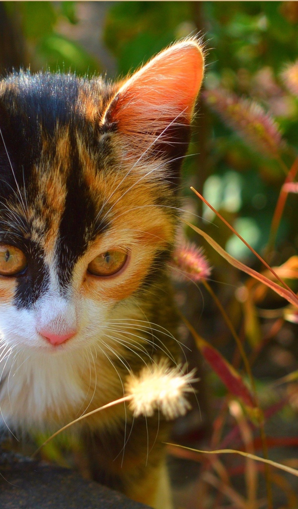 Трехцветный котенок сидит в траве