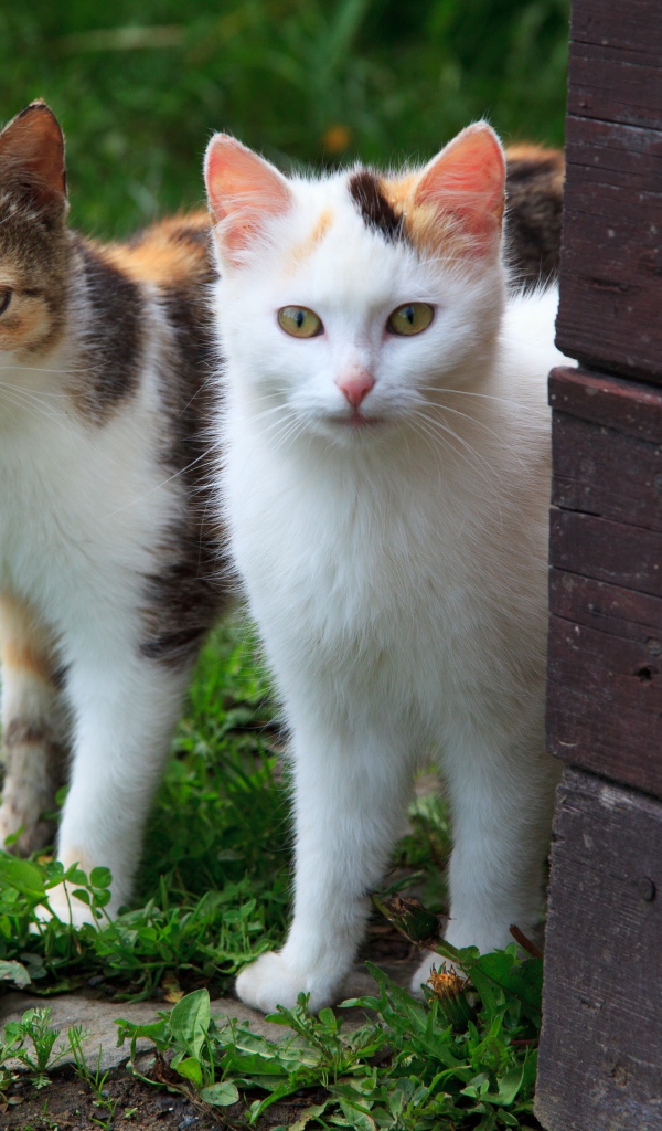 Два кота выглядывают из-за стены