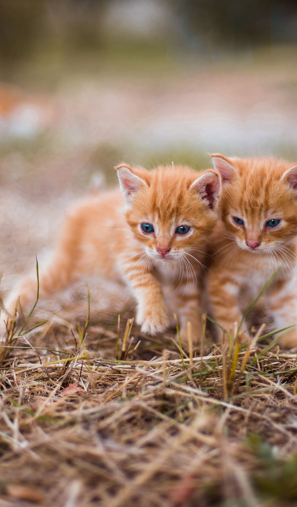 Два милых голубоглазых котенка на траве