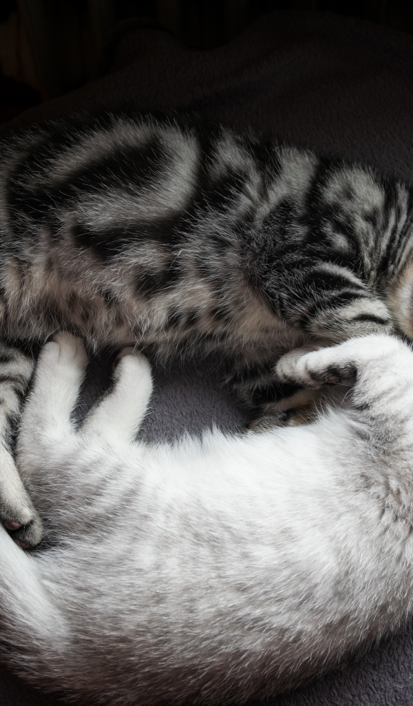 Два милых породистых котенка спят на кровати 