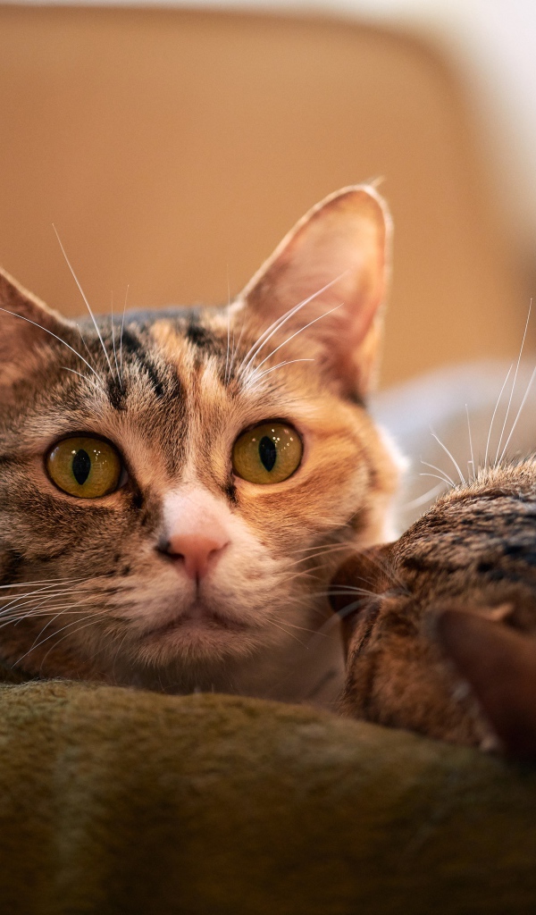 Две серых кошки лежат на кровати 