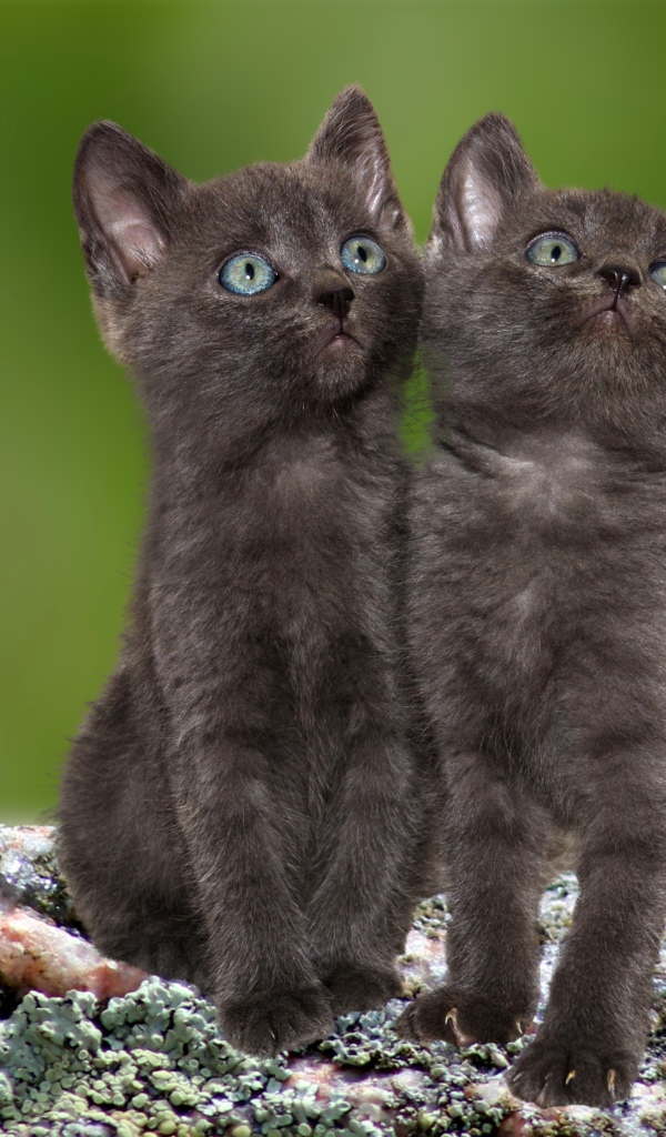 Два маленьких серых котенка сидят на камне