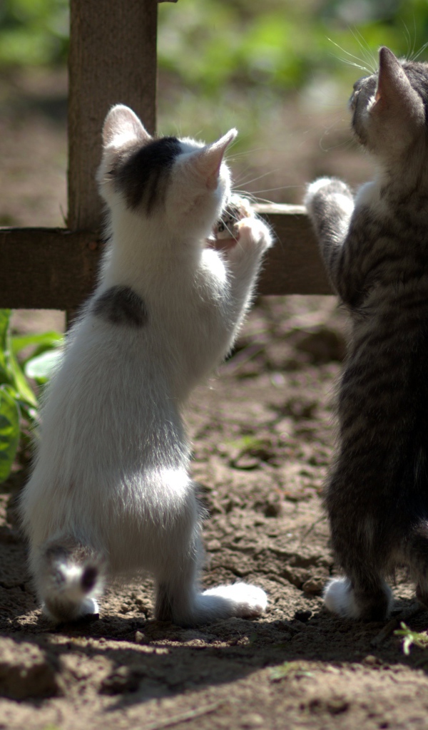 Два маленьких котенка у забора