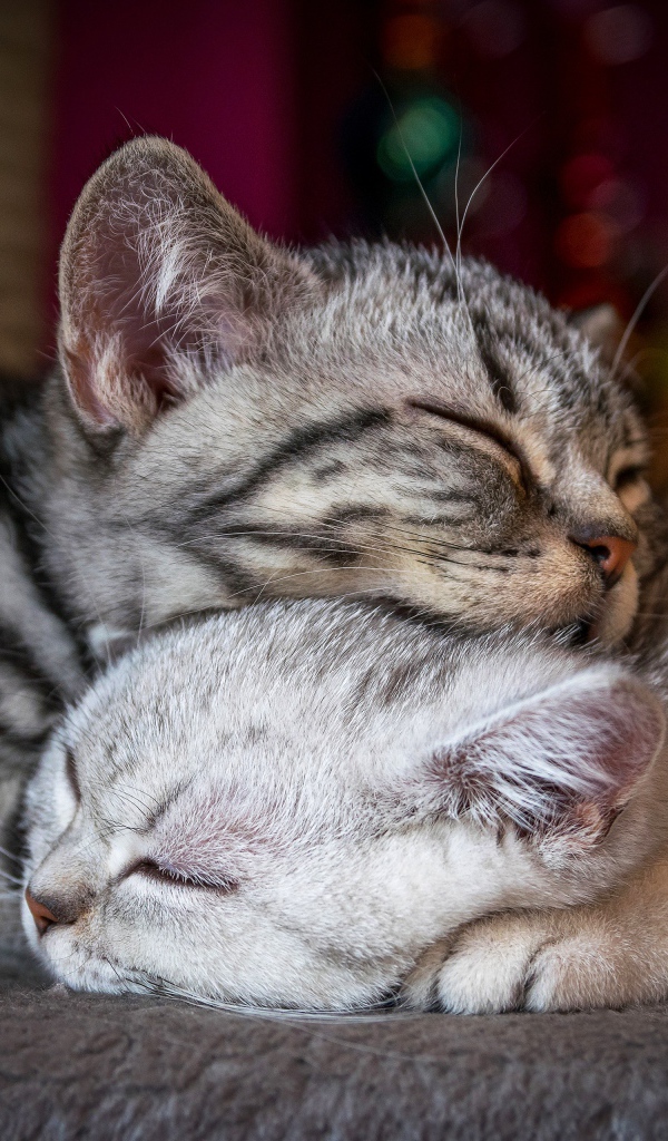 Два спящих породистых кота