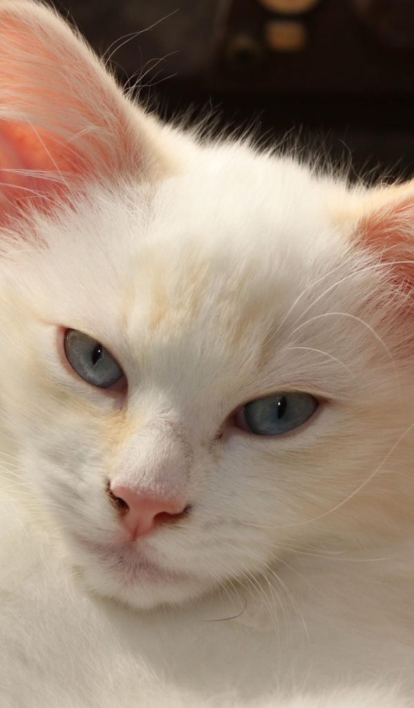 Белый голубоглазый котенок лежит в плетеной корзине