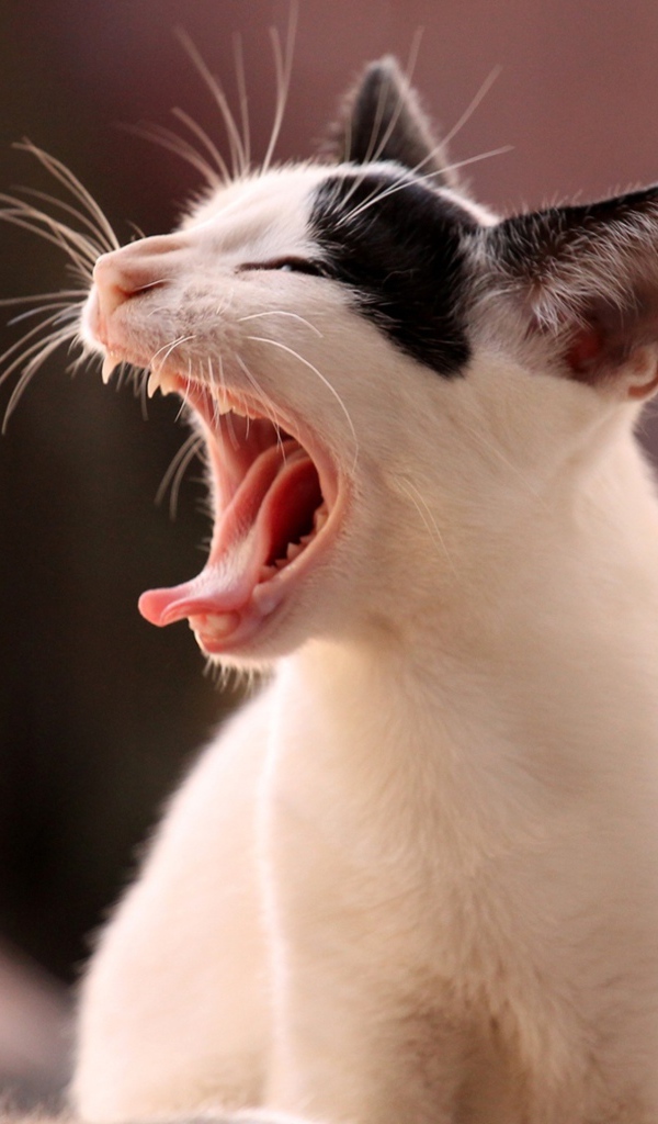 Белый кот с черными пятнами зевает 