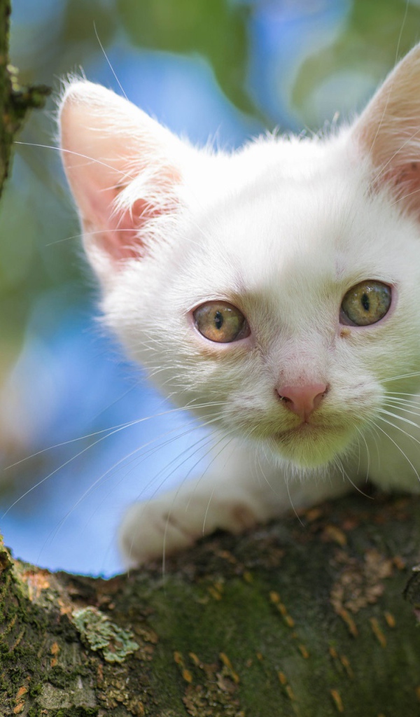 Белый маленький котенок сидит на ветке дерева