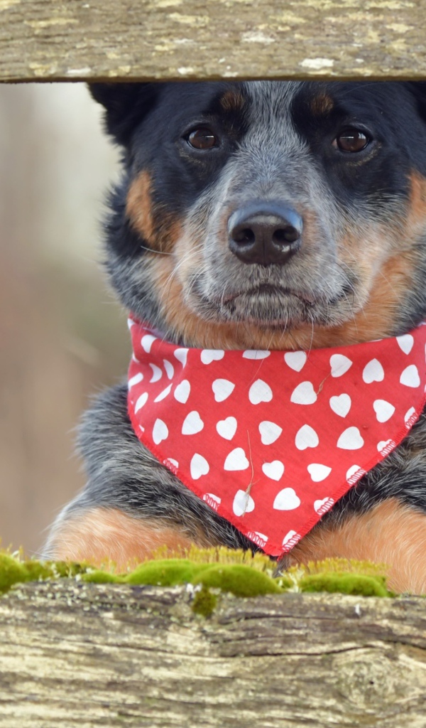 Собака с платком на шее стоит у забора
